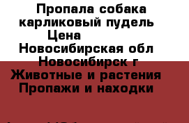 Пропала собака-карликовый пудель › Цена ­ 30 000 - Новосибирская обл., Новосибирск г. Животные и растения » Пропажи и находки   
